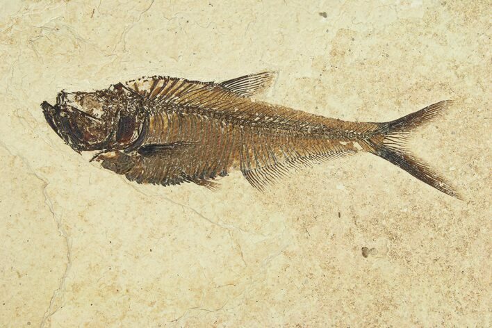 Fossil Fish (Diplomystus) - Wyoming #295706